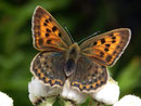 Lycaena virgaureae (Dukatenfalter, Weibchen) / Italien Aostatal Valpelline 2006 m, 11. 09. 2008