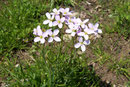 Cardamine pratensis (Wiesenschaumkraut) / Brassicaceae