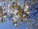 Prunus avium (Süsskirsche) / Rosaceae