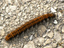 Macrothylacia rubi (Brombeerspinner) / CH SZ Stoos 1305 m, 08. 10. 2014
