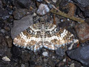 Epirrhoe tristata (Fleckleib-Labkrautspanner) / GEOMETRIDAE/Larentiinae (Spanner)