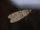 Diurnea fagella (Buchenmotte) / CHIMABCHIDAE