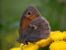 Coenonympha pamphilus (Kleines Wiesenvögelchen) / NYMPHALIDAE/Coenonymphini (Edelfalter)