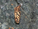 Melitaea didyma (Roter Scheckenfalter, Puppe) / CH VS Zermatt Sunnegga 2150 m, 25. 08. 2010