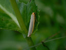 Eilema complana (Gewöhnlicher Flechtenbar) / CH BE Hasliberg 1050 m, 21. 08. 2014