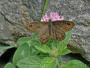 Lasiommata petropolitana (Braunscheckauge, Männchen) / CH TI Onsernonetal (Schweizerseite) 1000 m, 25. 06. 2013