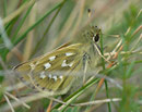 Hesperia comma (Kommafalter)