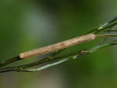 Alcis repandata (Braunmarmorierter Baumspanner, Raupe) / CH OW Lungern, Galgenflüe 1260 m, 29. 04. 2024 an Vaccinium myrtillus