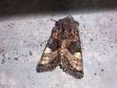 Euplexia lucipara (Gelbfleck-Waldschatteneule) / NOCTUIDAE (Eulen)