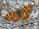 Melitae phoebe (Flockenblumen-Scheckenfalter) / NYMPHALIDAE/Tribus Meliteaini (Edelfalter)