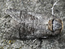 Cossus cossus (Weidenbohrer) / COSSIDAE (Holzbohrer)