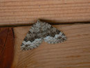 Colostygia aptata / GEOMETRIDAE/Larentiinae (Spanner)