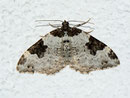 Xanthorhoe fluctuata (Garten-Blattspanner) / GEOMETRIDAE/Larentiinae (Spanner)