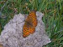 Argynnis niobe (Stiefmütterchen-Perlmuttfalter) / NYMPHALIDAE/Heliconiinae (Edelfalter)