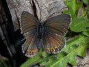 Plebeius idas (Idasbläuling, Weibchen) / LYCAENIDAE/Polyommatini (Bläulinge)
