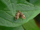 Choreutidae (Spreizflügelfalter)