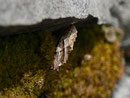 Boloria euphrosyne (Veilchen-Perlmuttfalter, leere Puppenhülle - Falter am selben Tag geschlüpft) / CH BE Hasliberg 1120 m, 29. 04. 2015
