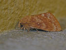 Dendrolimus pini (Kiefernspinner) / LASIOCAMPIDAE (Glucken)