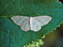 Idaea straminata / CH FR Grande Gariçaie bei Pontalban 435 m, 05. 06. 2012