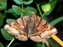 Euclidia glyphica (Braune Tageule) / NOCTUIDAE (Eulen)