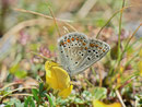 Aricia artaxerxes / CH OW Engelberg Ried 1513 m, 31. 07. 2013