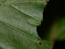 Apoda limacodes (Grosser Schneckenspinner) / CH BE Hasliberg 1979 m 25. 08. 2019 an Acer pseudoplantanus