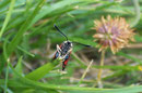 Zygaena carniolica (Krainisches Widderchen) / CH VS Felsensteppe, 17. 07. 2006