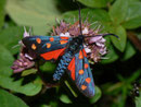 Zygaena transalpina (Hufeisenklee-Widderchen) / ZYGAENIDAE (Widderchen, Blutströpfchen)