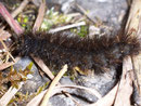 Spilosoma lubricipeda (Weisse Tigermotte) / CH BE Diemtigtal Rothbad 1200 m, 13. 10. 2008