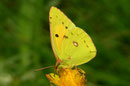Colias croceus (Postillon, Weibchen) / CH BE Hasliberg 1050 m, 28. 07. 2006