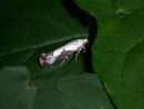 Prays fraxinella / YPONOMEUTIDAE (Gespinst- und Knospenmotten)