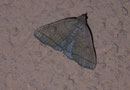 Zanclognatha tarsepannalis (Olivbraune Zünslereule) / NOCTUIDAE (Eulen)