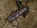 Biston betularia (Die Raupe verpuppte sich bei Zucht tief in der Erde.)