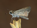 Gegenes pumilio / HESPERIIDAE (Dickkopffalter)