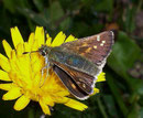 Hesperia comma (Kommafalter, Weibchen) / CH GR Calanda, 21. 09. 2006