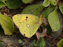 Colias croceus (Postillon, Männchen) / Portugal Madeira Ponta da São Lorenço Canical Baía d'Abra 77 m, 30. 01. 2015
