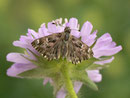 Carcharodus alceae (Malven-Dickkopffalter, Weibchen, Zuchtfalter) / CH BE Hasliberg 1060 m, 08. 06. 2016 