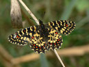 Zerynthia rumina (Spanischer Osterluzeifalter) / PAPILIONIDAE/Parnassiinae (Ritterfalter)