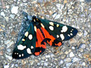 Callimorpha dominula (Schönbär) / ARCTIIDAE/Arctiinae (Bärenspinner)