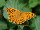 Argynnis paphia (Kaisermantel, Weibchen) / NYMPHALIDAE/Heliconiinae (Edelfalter)