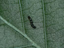 Polygonia c-album (C-Falter, Raupe auf Ulmus glabra) / CH BE Hasliberg 1050 m, 23. 07. 2020