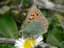 Tomares ballus / LYCAENIDAE/Eumaeini (Bläulinge)