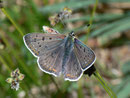 Lycaena tityrus (Brauner Feuerfalter, Männchen) / CH BE Hasliberg 1050 m, 20. 04. 2011