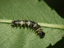 Polygonia c-album (C-Falter, Raupe auf Ulmus glabra) / CH BE Hasliberg 1060 m, 23. 08. 2016