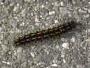 Eilema complana (Gewöhnlicher Flechtenbar) / CH BE Hasliberg 1180 m,  07. 06. 2024 2015