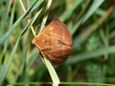 Malacosoma alpicola (Alpiner Ringelspinner, Weibchen) / CH VS Geschinen 1380 m, 16. 07. 2010