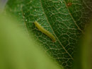 Gonepteryx rhamni (Zitronenfalter) / CH BE Hasliberg 1100 m, 01. 06. 2016