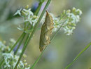 Aglais urticae (Kleiner Fuchs, Puppe) / CH BE Hasliberg 1190 m, 09. 07. 2013