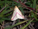 Rhodometra sacraria / GEOMETRIDAE/Sterrhinae (Spanner)