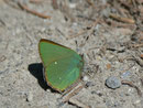 Callophrys rubi (Brombeer-Zipfelfalter) / CH VS Ravoire 1170 m, 19. 04. 2011